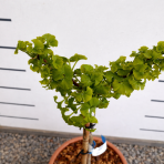 Ginko dvojlaločné (Ginkgo biloba) ´MARIKEN´ – výška 60-70 cm, kont. C9L - NA KMIENKU